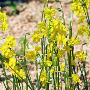 Narcissus Baby Moon, Daffodil 'Baby Moon', Jonquil 'Baby Moon', Jonquil Daffodils, Jonquilla Daffodils, Spring Bulbs, Spring Flowers, spring flowering bulbs
