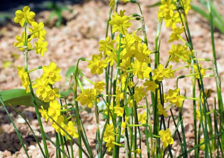 Narcissus Baby Moon, Daffodil 'Baby Moon', Jonquil 'Baby Moon', Jonquil Daffodils, Jonquilla Daffodils, Spring Bulbs, Spring Flowers, spring flowering bulbs
