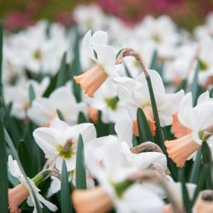 Narcissus 'Cotinga', Daffodil 'Cotinga', Cyclamineus Daffodil 'Cotinga', Narcissus 'Kotinka', Miniature Daffodil, Spring Bulbs, Spring Flowers, Cotinga Miniature daffodil, Cyclamineus daffodil
