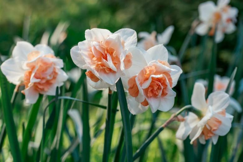 Narcissus Delnashaugh, Daffodil Delnashaugh, Daffodil Delnashaugh, Double Daffodil Delnashaugh, Double Narcissus Delnashaugh, Spring Bulbs, Spring Flowers, double narcissi, fragrant daffodils