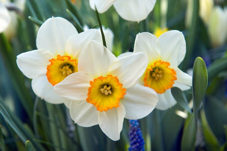 Narcissus Flower Record,Daffodil Flower Record, Large-Cupped Daffodil Flower Record, Large-Cupped Daffodils, Spring Bulbs, Spring Flowers, Narcisse Flower Record, Large-cupped Daffodil, Narcisse grande couronne, early spring daffodil, mid spring daffodil