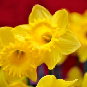 Narcissus Gigantic Star, Daffodil 'Gigantic Star', Large-Cupped Daffodil 'Gigantic Star', Large-Cupped Daffodils, Spring Bulbs, Spring Flowers, Narcisse Gigantic Star, Large-cupped Daffodil, Narcisse grande couronne, early spring daffodil, mid spring daffodil
