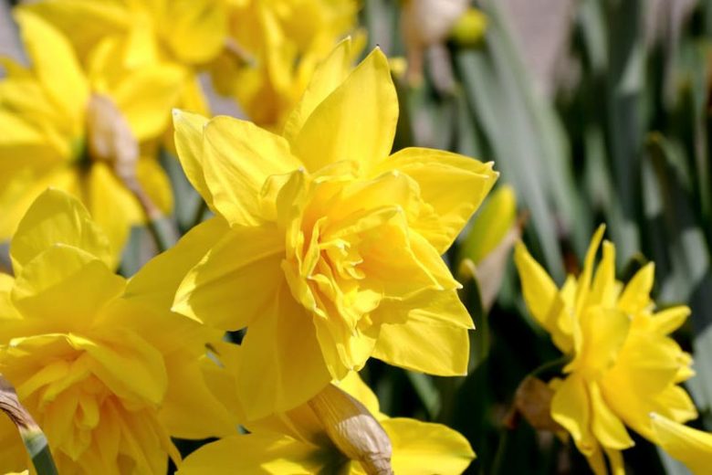 Narcissus Golden Ducat, Daffodil Golden Ducat, Daffodil Golden Ducat, Double Daffodil Golden Ducat, Double Narcissus Golden Ducat, Spring Bulbs, Spring Flowers, double narcissi, fragrant daffodils