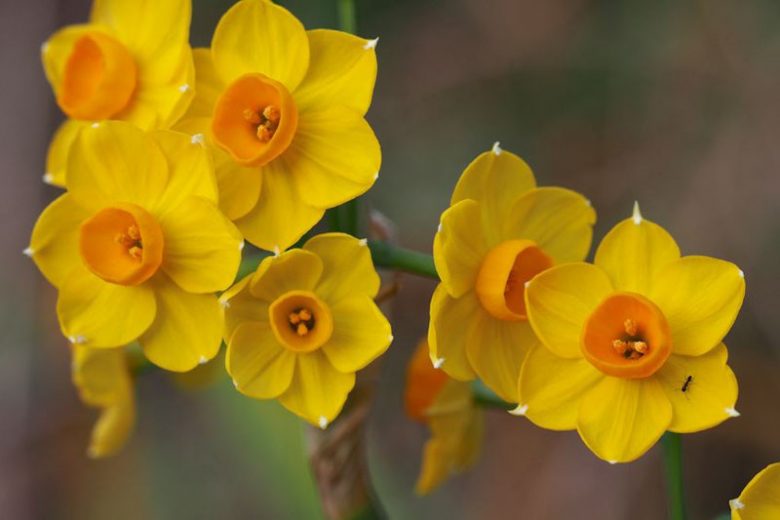 Narcissus Grand Soleil d'Or, Daffodil Grand Soleil d'Or, Tazetta Daffodil 'Grand Soleil d'Or', Spring Bulbs, Spring Flowers, Tazetta daffodils, Miniature daffodils, Daffodils for indoor forcing,Narcissus, fragrant daffodil
