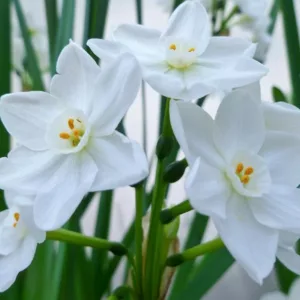Narcissus Inbal,Daffodil Inbal, Paperwhite Inbal, Spring Bulbs, Spring Flowers, fragrant daffodil, daffodil for indoor forcing, white Daffodils