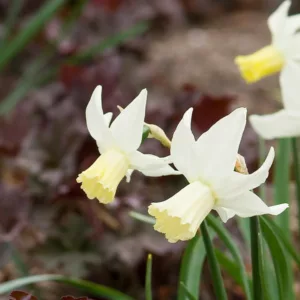 Narcissus 'Jenny', Daffodil 'Jenny', Cyclamineus Daffodil 'Jenny', Miniature Daffodils, Spring Bulbs, Spring Flowers, Jenny, Miniature daffodil, Cyclamineus daffodil