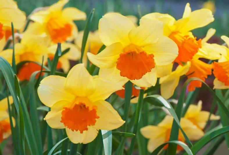 Narcissus Orange Progress,Daffodil Orange Progress, Large-Cupped Daffodil Orange Progress, Large-Cupped Daffodils, Spring Bulbs, Spring Flowers, Narcisse Orange Progress, Large-cupped Daffodil, early spring daffodil, mid spring daffodil