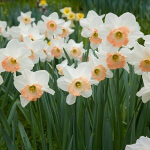 Narcissus Pink Pride, Daffodil 'Pink Pride', Large-Cupped Daffodil 'Pink Pride', Large-Cupped Daffodils, Spring Bulbs, Spring Flowers, Narcisse Pink Pride, Large-cupped Daffodil, Narcisse grande couronne, early spring daffodil, mid spring