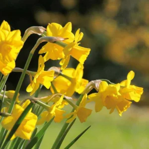 Narcissus Quail, Daffodil 'Quail', Jonquil 'Quail', Jonquil Daffodils, Jonquilla Daffodils, Spring Bulbs, Spring Flowers, spring flowering bulbs, Yellow Daffodils