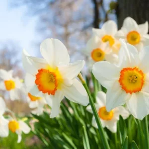Narcissus Roulette,Daffodil Roulette, Large-Cupped Daffodil Roulette, Large-Cupped Daffodils, Spring Bulbs, Spring Flowers, Narcisse Roulette, Large-cupped Daffodil, Narcisse grande couronne, early spring daffodil, mid spring daffodil
