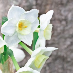 Narcissus Scilly White,Daffodil 'Scilly White', Paperwhite 'Scilly White', Narcissus 'Scilly Isles' White', Narcissus 'Sicily White', Spring Bulbs, Spring Flowers, fragrant daffodil, daffodil for indoor forcing, white Daffodils