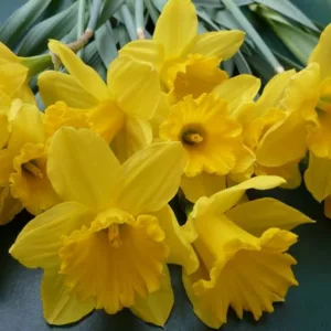 Narcissus 'Unsurpassable', Daffodil 'Unsurpassable', Trumpet Daffodil 'Unsurpassable', Narcissus 'Hortulanus Witte', Narcissus 'Insurpassable', Trumpet Daffodil, Spring Bulbs, Spring Flowers, Trumpet narcissus, Mid-season Daffodil, Mid Spring Daffodill