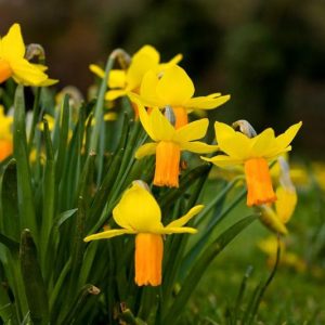 Daffodil 'Velocity', Cyclamineus Daffodil 'Velocity', Miniature Daffodil, Spring Bulbs, Spring Flowers
