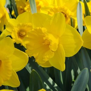 Narcissus Yellow River, Daffodil 'Yellow River', Trumpet Daffodil 'Yellow River', Trumpet Daffodil, Spring Bulbs, Spring Flowers, Trumpet Narcissus group, yellow flowers, spring flowering bulbs, award-winning daffodil