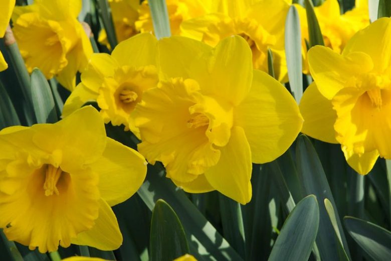 Narcissus Yellow River, Daffodil 'Yellow River', Trumpet Daffodil 'Yellow River', Trumpet Daffodil, Spring Bulbs, Spring Flowers, Trumpet Narcissus group, yellow flowers, spring flowering bulbs, award-winning daffodil
