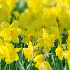 Narcissus bulbocodium 'Golden Bells',Hoop Petticoat Daffodil 'Golden Bells', Narcissus 'Golden Bells', Spring Bulbs, Spring Flowers, early spring daffodil, mid spring daffodil