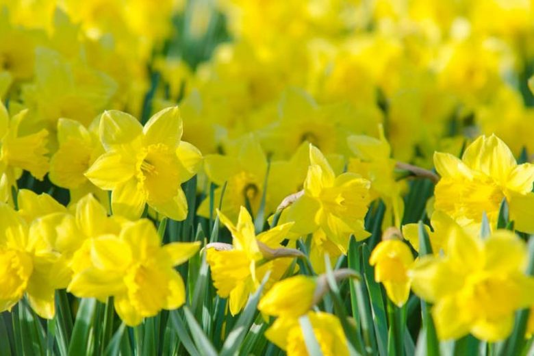 Narcissus bulbocodium 'Golden Bells',Hoop Petticoat Daffodil 'Golden Bells', Narcissus 'Golden Bells', Spring Bulbs, Spring Flowers, early spring daffodil, mid spring daffodil