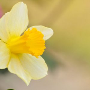 Narcissus pseudonarcissus,Wild Daffodil, Lent Lily, Averill, Bell Rose, Bulrose, Chalice Flower, Common Daffodil, Daffy-Down-Dilly, Eggs and Bacon, Lent Cock, Lent Rose, Trumpet Narcissus, Yellow Crowbell, Spring Bulbs, Spring Flowers, early spring daffodil, mid spring daffodil