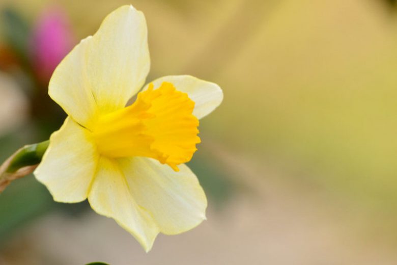 Narcissus pseudonarcissus,Wild Daffodil, Lent Lily, Averill, Bell Rose, Bulrose, Chalice Flower, Common Daffodil, Daffy-Down-Dilly, Eggs and Bacon, Lent Cock, Lent Rose, Trumpet Narcissus, Yellow Crowbell, Spring Bulbs, Spring Flowers, early spring daffodil, mid spring daffodil