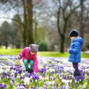 Naturalizing bulbs, Bulbs that come back, Perennial Bulbs, Perennial Crocus, Perennial Narcissus, Perennial Scilla, Perennial Galanthus, Perennial Anemones, Snowdrops, Naturalizing Daffodils, Bulbs in Lawn