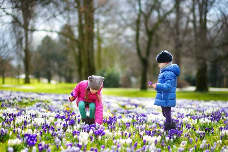 Naturalizing bulbs, Bulbs that come back, Perennial Bulbs, Perennial Crocus, Perennial Narcissus, Perennial Scilla, Perennial Galanthus, Perennial Anemones, Snowdrops, Naturalizing Daffodils, Bulbs in Lawn