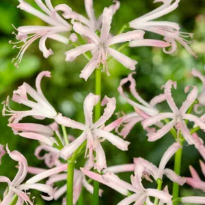 Nerine bowdenii 'Albivetta', Guernsey Lily 'Albivetta', Cape Flower 'Albivetta', Japanese Spider Lily 'Albivetta', Cornish Lily 'Albivetta', Jersey Lily 'Albivetta', Bowden Lily 'Albivetta', Fall Flowers, White Flowers, White Nerine