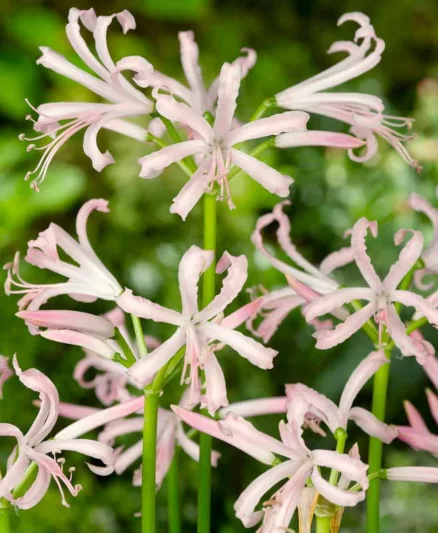 Nerine bowdenii 'Albivetta', Guernsey Lily 'Albivetta', Cape Flower 'Albivetta', Japanese Spider Lily 'Albivetta', Cornish Lily 'Albivetta', Jersey Lily 'Albivetta', Bowden Lily 'Albivetta', Fall Flowers, White Flowers, White Nerine