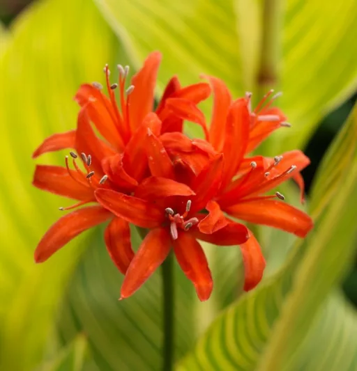 Nerine sarniensis, Guernsey Lily, Jersey Lily, Narcissus of Japan, Spider Lily, Fall Flowers, Orange Flowers, Orange Nerine