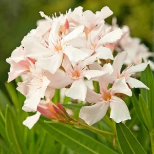 Nerium Oleander 'Alsace', Oleander 'Alsace', 'Alsace' Oleander, Laurier Rose 'Alsace', Rose Bay 'Alsace', Sweet-Scented Oleander 'Alsace', White Oleander, Mediterranean plants, Medit