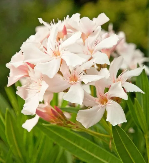 Nerium Oleander 'Alsace', Oleander 'Alsace', 'Alsace' Oleander, Laurier Rose 'Alsace', Rose Bay 'Alsace', Sweet-Scented Oleander 'Alsace', White Oleander, Mediterranean plants, Medit