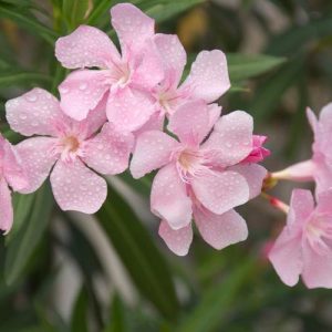 Nerium Oleander 'Hardy Pink', Oleander 'Hardy Pink', Laurier Rose 'Hardy Pink', Rose Bay 'Hardy Pink', Pink Oleander, Hardy Oleander, Mediterranean plants, Mediterranean shrubs, Evergreen Shrubs