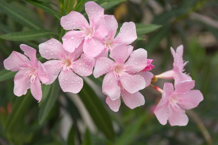 Nerium Oleander 'Hardy Pink', Oleander 'Hardy Pink', Laurier Rose 'Hardy Pink', Rose Bay 'Hardy Pink', Pink Oleander, Hardy Oleander, Mediterranean plants, Mediterranean shrubs, Evergreen Shrubs