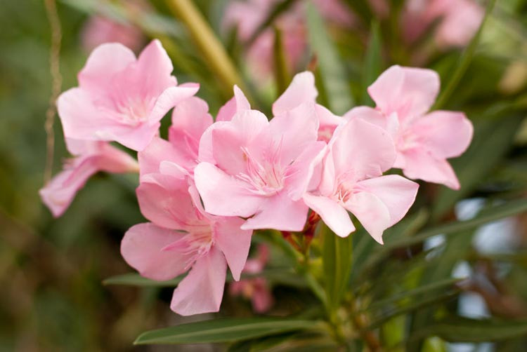 Nerium Oleander 'Petite Pink', Oleander 'Petite Pink', Laurier Rose 'Petite Pink', Rose Bay 'Petite Pink', Pink Oleander, Dwarf Oleander, Mediterranean plants, Mediterranean shrubs, Evergreen Shrubs