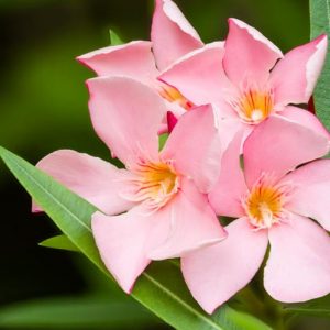 Nerium Oleander 'Petite Salmon', Oleander 'Petite Salmon', Laurier Rose 'Petite Salmon', Rose Bay 'Petite Salmon', Salmon Oleander, Pink Oleander, Dwarf Oleander, Mediterranean plants, Mediterranean shrubs, Evergreen Shrubs