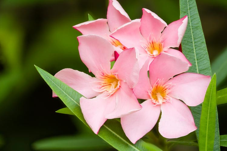 Nerium Oleander 'Petite Salmon', Oleander 'Petite Salmon', Laurier Rose 'Petite Salmon', Rose Bay 'Petite Salmon', Salmon Oleander, Pink Oleander, Dwarf Oleander, Mediterranean plants, Mediterranean shrubs, Evergreen Shrubs