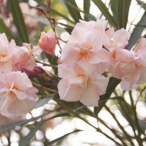 Nerium Oleander 'Provence', Oleander 'Provence', 'Provence' Oleander, Oleander 'Souvenir de Michel', 'Souvenir de Michel' Oleander, Laurier Rose 'Provence', Rose Bay 'Provence', Cream Oleander, Apricot Oleander Double Oleander, Mediterranean plants, Mediterranean shrubs, Evergreen Shrubs