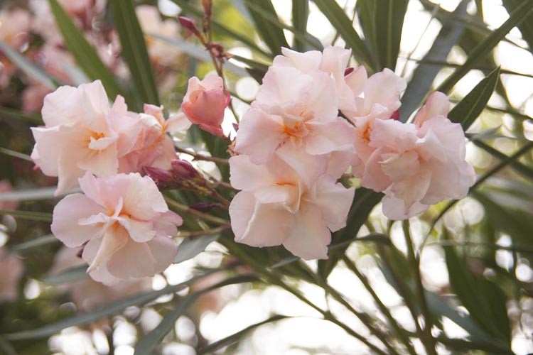 Nerium Oleander 'Provence', Oleander 'Provence', 'Provence' Oleander, Oleander 'Souvenir de Michel', 'Souvenir de Michel' Oleander, Laurier Rose 'Provence', Rose Bay 'Provence', Cream Oleander, Apricot Oleander Double Oleander, Mediterranean plants, Mediterranean shrubs, Evergreen Shrubs
