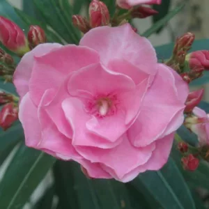 Nerium Oleander 'Splendens', Oleander 'Splendens', Splendens Double Pink Oleander, Mrs. Isadore Dyer Oleander, Laurier Rose 'Splendens', Rose Bay 'Splendens', Pink Oleander, Double Oleander, Mediterranean plants, Mediterranean shrubs, Evergreen Shrubs