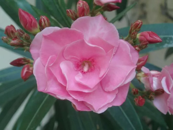Nerium Oleander 'Splendens', Oleander 'Splendens', Splendens Double Pink Oleander, Mrs. Isadore Dyer Oleander, Laurier Rose 'Splendens', Rose Bay 'Splendens', Pink Oleander, Double Oleander, Mediterranean plants, Mediterranean shrubs, Evergreen Shrubs