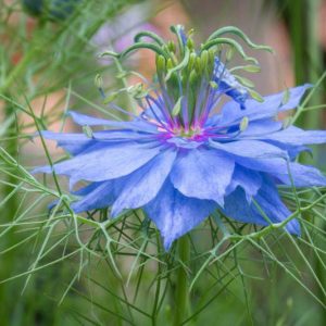 Nigella damascena, Love-In-A-Mist, Bird's Nest, Blue Crown, Blue Spiderflower, Chase-The-Devil, Devil In A Bush, Devil In The Bush,  Garden Fennel, Jack In Prison, Jack In The Green, Katherine's Flower, Kiss-Me-Twice-Before-I-Rise, Lady In The Bower, Love-In-A-Puzzle, Love-In-A-Tangle, St Catherine's Flower