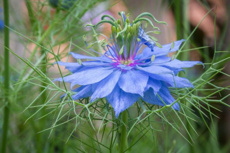 Nigella damascena, Love-In-A-Mist, Bird's Nest, Blue Crown, Blue Spiderflower, Chase-The-Devil, Devil In A Bush, Devil In The Bush,  Garden Fennel, Jack In Prison, Jack In The Green, Katherine's Flower, Kiss-Me-Twice-Before-I-Rise, Lady In The Bower, Love-In-A-Puzzle, Love-In-A-Tangle, St Catherine's Flower