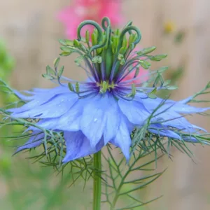 Nigella damascena 'Miss Jekyll', Love-in-a-Mist 'Miss Jekyll', Bird's Nest 'Miss Jekyll', Chase-The-Devil 'Miss Jekyll', Devil in a Bush 'Miss Jekyll', Blue Love in a Mist, Blue Nigella