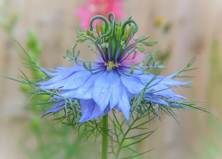 Nigella damascena 'Miss Jekyll', Love-in-a-Mist 'Miss Jekyll', Bird's Nest 'Miss Jekyll', Chase-The-Devil 'Miss Jekyll', Devil in a Bush 'Miss Jekyll', Blue Love in a Mist, Blue Nigella