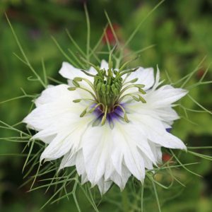 Nigella damascena 'Miss Jekyll Alba', Love-in-a-Mist 'Miss Jekyll Alba', Bird's Nest 'Miss Jekyll Alba', Chase-The-Devil 'Miss Jekyll Alba', Devil in a Bush 'Miss Jekyll Alba', White Love in a Mist, White Nigella