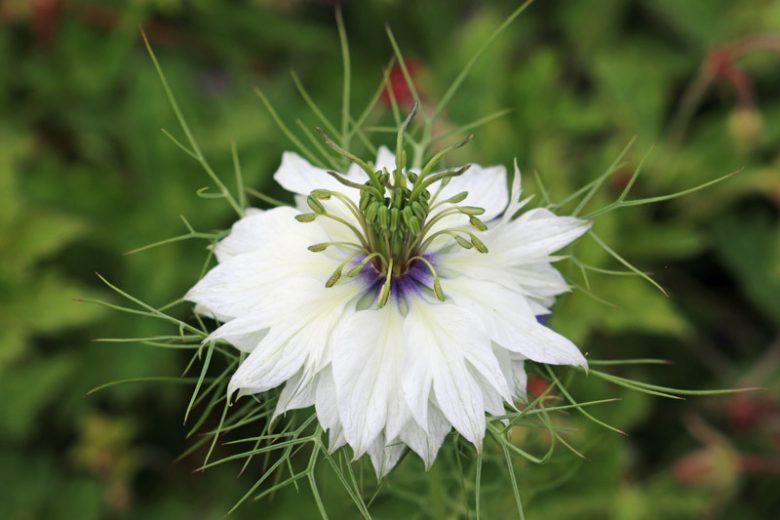 Nigella damascena 'Miss Jekyll Alba', Love-in-a-Mist 'Miss Jekyll Alba', Bird's Nest 'Miss Jekyll Alba', Chase-The-Devil 'Miss Jekyll Alba', Devil in a Bush 'Miss Jekyll Alba', White Love in a Mist, White Nigella