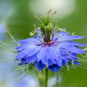 Nigella damascena 'Miss Jekyll Dark Blue', Love-in-a-Mist 'Miss Jekyll Dark Blue', Bird's Nest 'Miss Jekyll Dark Blue', Chase-The-Devil 'Miss Jekyll Dark Blue', Devil in a Bush 'Miss Jekyll Dark Blue', Blue Love in a Mist, Blue Nigella