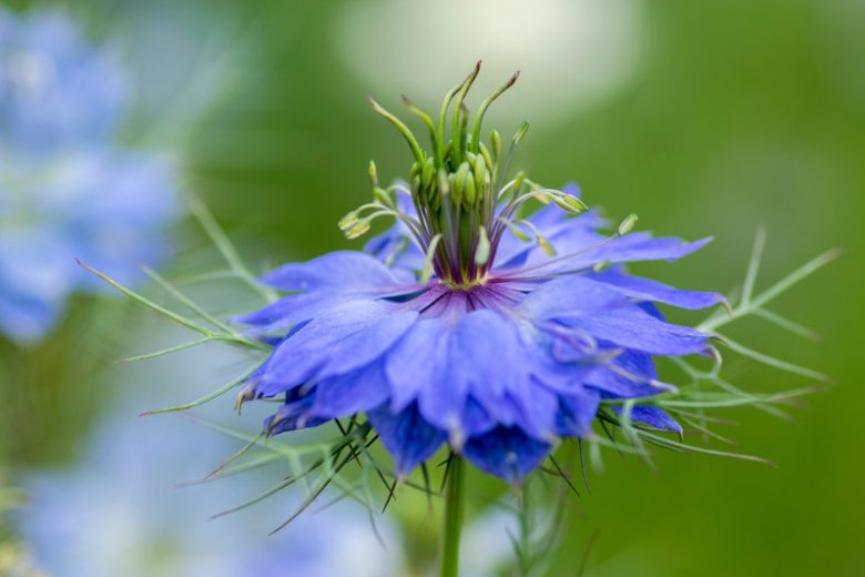 Nigella damascena 'Miss Jekyll Dark Blue', Love-in-a-Mist 'Miss Jekyll Dark Blue', Bird's Nest 'Miss Jekyll Dark Blue', Chase-The-Devil 'Miss Jekyll Dark Blue', Devil in a Bush 'Miss Jekyll Dark Blue', Blue Love in a Mist, Blue Nigella