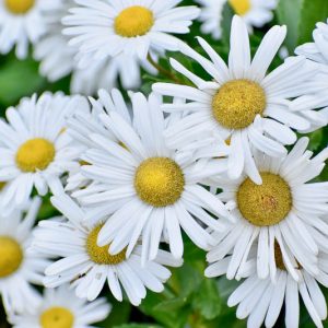 Nippon Daisy, Montauk Daisy, Nipponanthemum nipponicum, Leucanthemum nipponicum, Chrysanthemum nipponicum