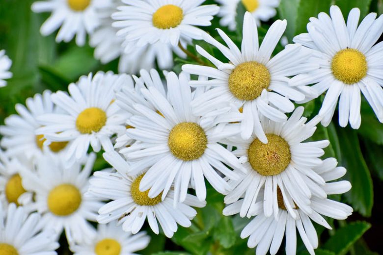 Nippon Daisy, Montauk Daisy, Nipponanthemum nipponicum, Leucanthemum nipponicum, Chrysanthemum nipponicum