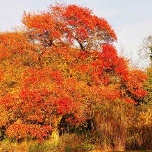Nyssa Sylvatica,Black Gum, Tupelo, Black Gum Tree, Common Tupelo Tree, Cotton Gum, Pepperidge, Sour Gum Tree, Fall color interest